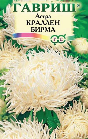 Астра Аполлония белая (Аэлита)