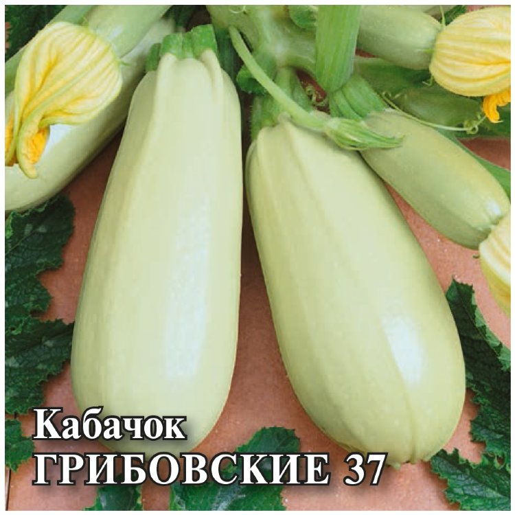 Кабачок Грибовские 37 1г серия Удачные семена Б/П (Гавриш)